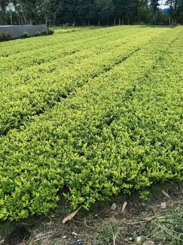 洛阳景点绿化工程有哪些